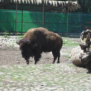 Bison