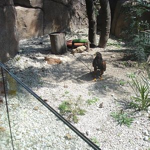 Red and Black (Harris) Hawk