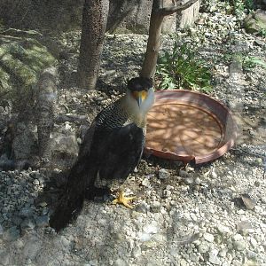 Southern Caracara