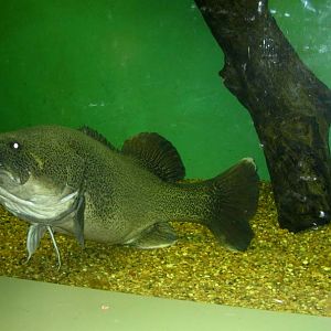 Murray cod
