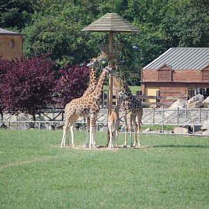 Giraffe herd - feeding together