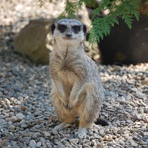 Meerkat