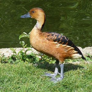 Fulvous whistling duck at Marwell Wildlife, 27 June 2010