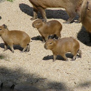 Capybara pups born 15th June at Marwell Wildlife, 27 June 2010