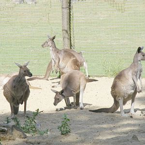 Grey kangaroos at Marwell Wildlife, 27 June 2010