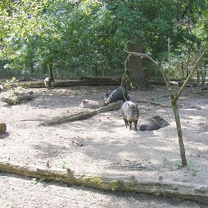Collared peccaries at Marwell Wildlife, 27 June 2010
