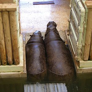 Lola and Wendy the pygmy hippos at Marwell Wildlife, 27 June 2010