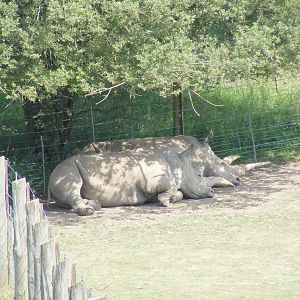 Southern white rhinos at Marwell Wildlife, 27 June 2010
