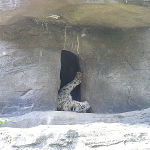 Yasmin the snow leopard at Marwell Wildlife, 27 June 2010