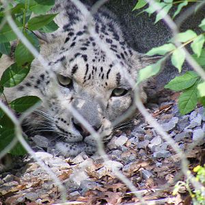 Indeever the snow leopard at Marwell Wildlife, 27 June 2010
