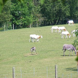 Latest Grevy's zebra foal with scimitar-horned oryxes at Marwell Wildlife,