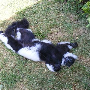 Black and white ruffed lemur sunbathing at Marwell Wildlife, 27 June 2010