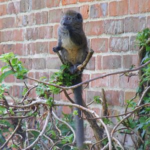 Manga the Alaotran gentle lemur at Marwell Wildlife, 27 June 2010