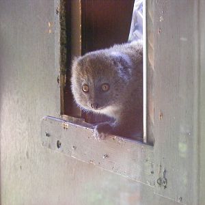 Manga the Alaotran gentle lemur at Marwell Wildlife, 27 June 2010
