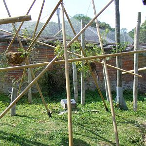 New climbing structures in Alaotran gentle lemur enclosure at Marwell Wildl