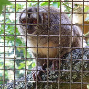 Douroucouli at Marwell Wildlife, 27 June 2010