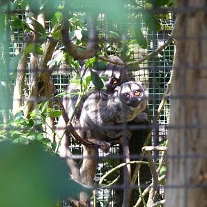 Douroucoulis at Marwell Wildlife, 27 June 2010