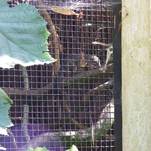 Northern tree shrew at Marwell Wildlife, 27 June 2010