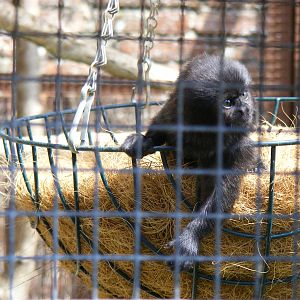 Young Goeldi's monkey at Marwell Wildlife, 27 June 2010