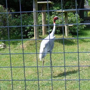 Sarus crane at Marwell Wildlife, 27 June 2010