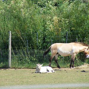 Latest Przewalski foal at Marwell Wildlife, 27 June 2010