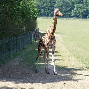 Kismet and Tiye the giraffes at Marwell Wildlife, 27 June 2010