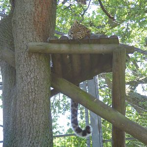 Kaia the Amur leopard at Marwell Wildlife, 27 June 2010