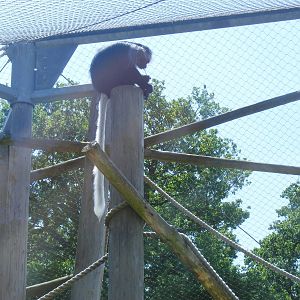 Western black and white Colobus monkey at Marwell Wildlife, 27 June 2010