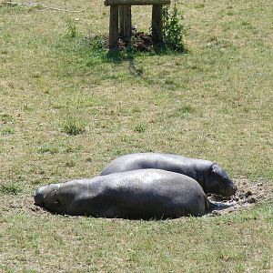 Wendy and Lola the pygmy hippos in a mud wallow at Marwell Wildlife, 27 Jun