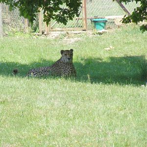 Turkus the cheetah at Marwell Wildlife, 27 June 2010