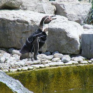 Ralph the Humboldt penguin in his wetsuit at Marwell Wildlife, 27 June 2010
