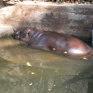 Pygmy Hippopotamus