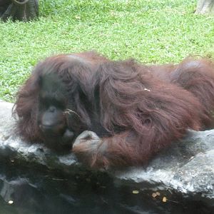 Orangutan Exhibit