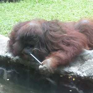 Orangutan Exhibit