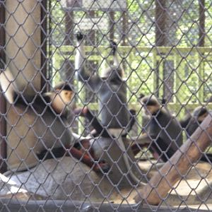 Red shanked Douc Langur Exhibit
