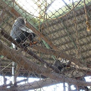 Red shanked Douc Langur Exhibit