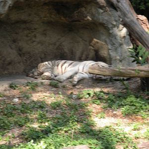 White Tiger Exhibit