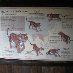 Tiger Subspecies signage