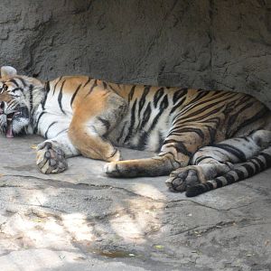 Tiger Exhibit