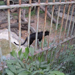 Black panther Exhibit