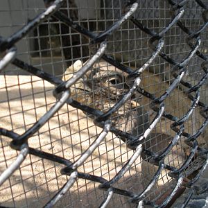 Rhinoceros Iguana Exhibit
