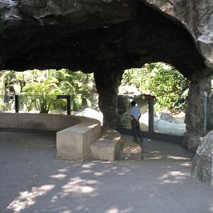 Saltwater Crocodiles viewing area