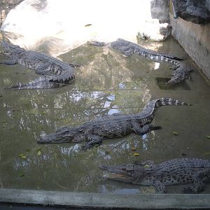 Crocodile Exhibit