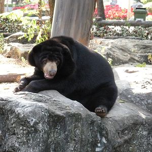 Sun Bear Exhibit