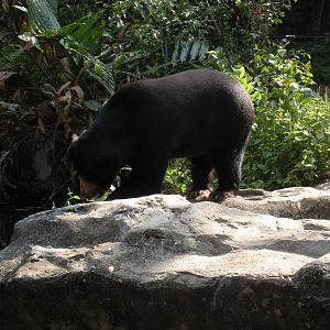 Sun Bear Exhibit