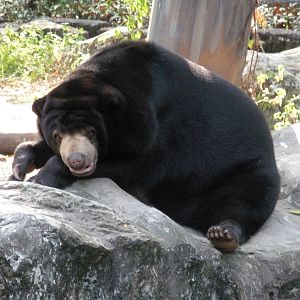 Sun Bear Exhibit
