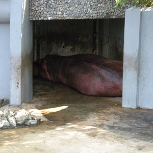 Common Hippopotamus Exhibit