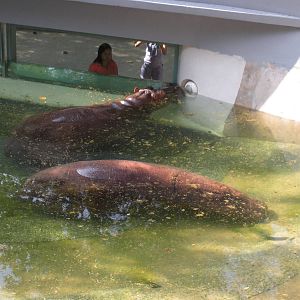 Common Hippopotamus Exhibit