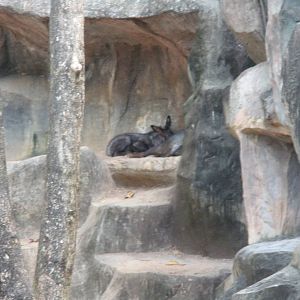 Mainland Serow Exhibit