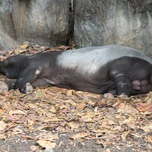 Malayan Tapir Exhibit
